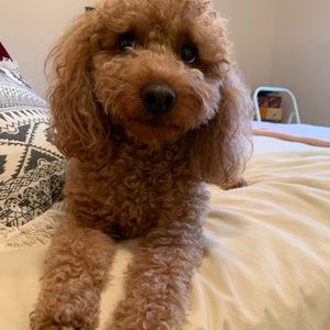 Meet your Posher, Christy